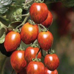 Tomate - 1 kg