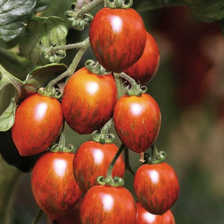 Tomate - 1 kg